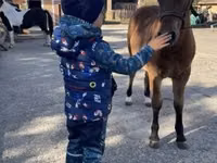 At, Welsh Cob — foto 4