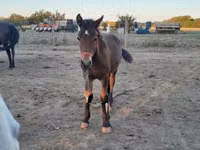 Cheval, Friesian — photo 3