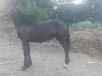 Айғыр, Friesian — 1-сурет