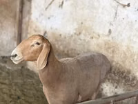Ovce, Arashan sheep — foto 2
