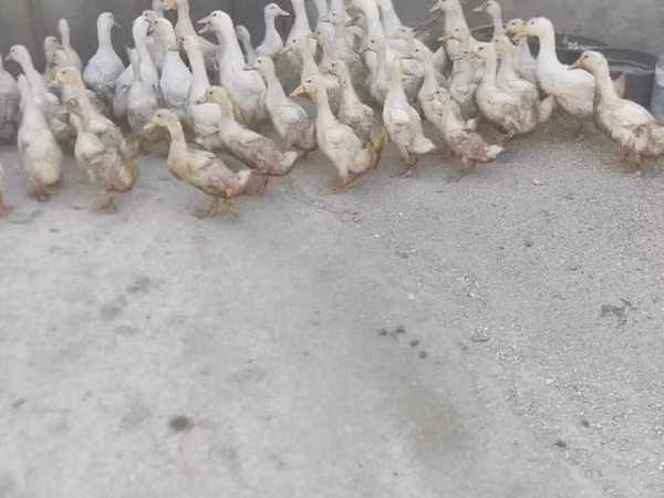 Ducks — Azerbaijão