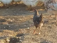 Ducks — புகைப்படம் 6