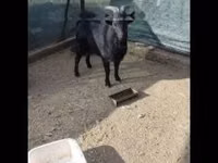 ஆண் வெள்ளாடு, Dutch Landrace goats — புகைப்படம் 1