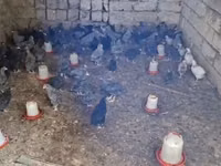 Chickens — Foto 5