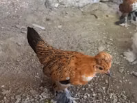 Yapon Bantam — 4-rasm