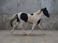घोड़ा, American paint horse — फ़ोटो 1
