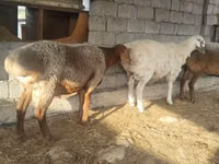 भेड़ें (लॉट, लिंग निर्दिष्ट नहीं), भेड़ — फ़ोटो 5