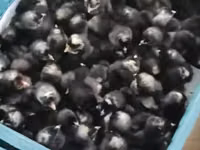 Chickens — ფოტო 2