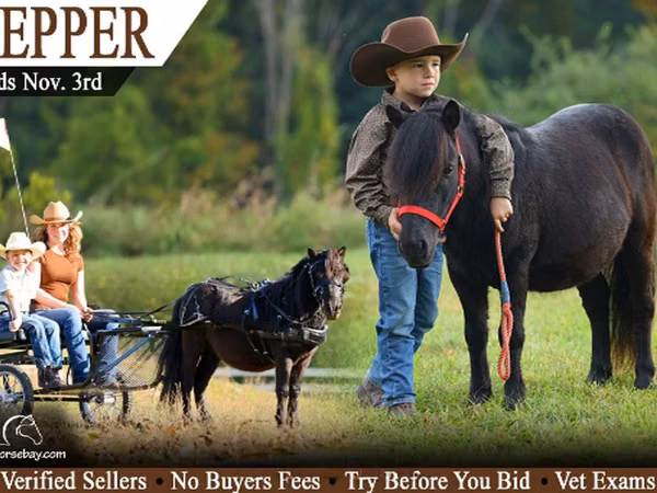 At, Shetland Pony