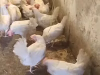 Chickens — foto 6