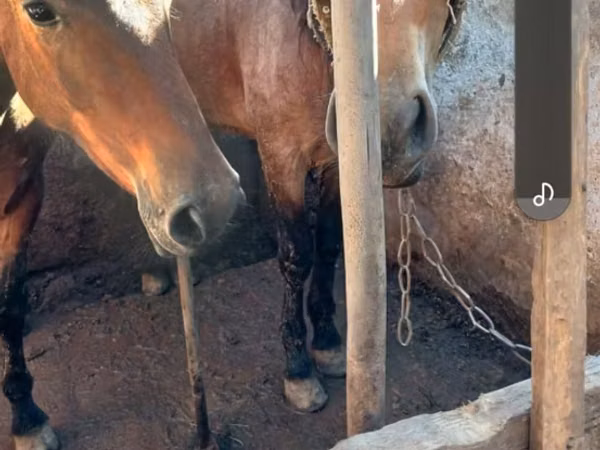 Jument, Horse breed