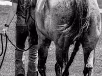 Cavalo, Quarter Horse — foto 6