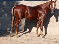 Kůň, Karabakh horse — foto 3