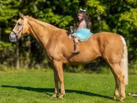 Cavalo, Palomino — foto 3