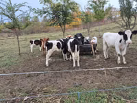 Býk, Simmental cattle — foto 5