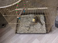 Nimfa (Cockatiel) cütü və qəfəs - Növ: Nimfa (cockatiel) — 照片 2