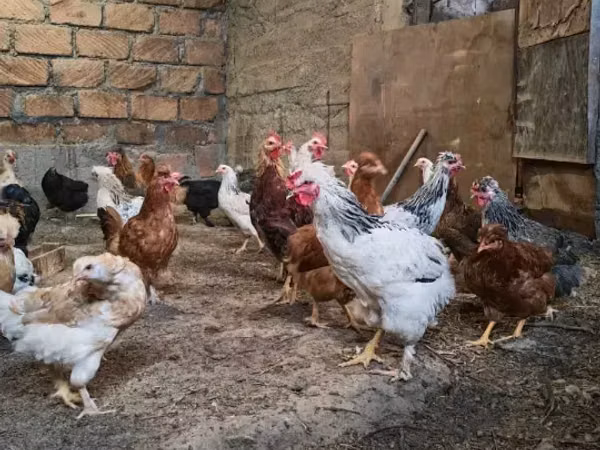 Chickens — Ermenistan