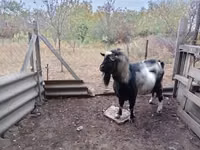 Kozioł, Kozy — zdjęcie 1