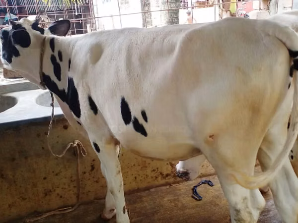 İnek, Holstein ırkı