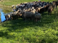 Schaf, Schafe — Foto 1