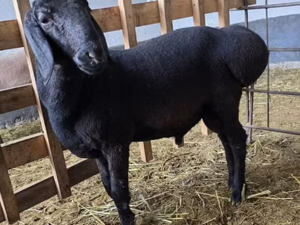 Bélier, Arashan sheep