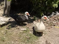 Hausente — Foto 4