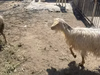 Moutons (lot, sexe non indiqué), Moutons — photo 3