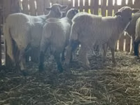 Owca, Merinoland sheep — zdjęcie 5