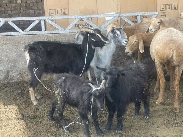 Echki, Alpine goat
