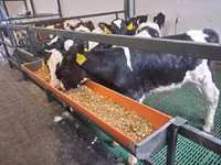 Býk, Russian Black pied cattle — foto 4