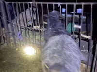 Baran, Hissar sheep — zdjęcie 3