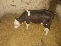 Býk, Simmental cattle — foto 1