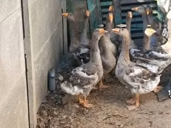 Geese
