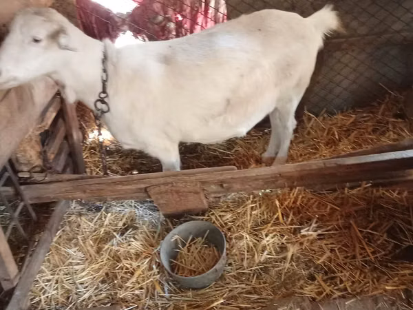 Koza, Saanen goat