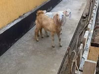Koza, Nubian Goat — foto 4