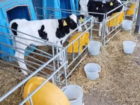 Boğa, Holstein ırkı — foto 7