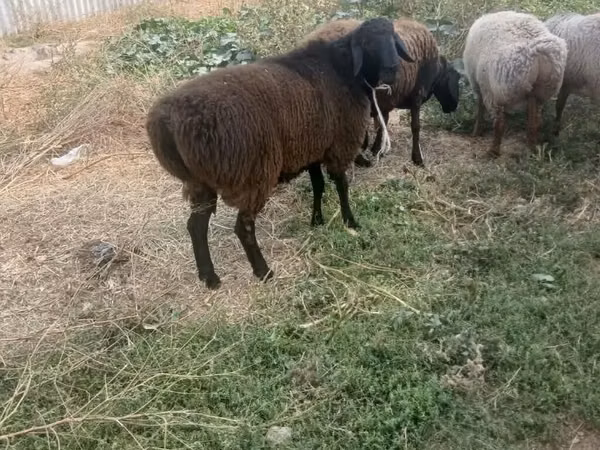 ஆண் ஆடு, Rhon sheep