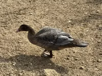 Ducks — zdjęcie 2