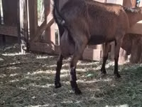 Koza, Saanen goat — foto 7