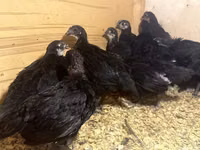 Australian Pit Game fowl — Foto 6