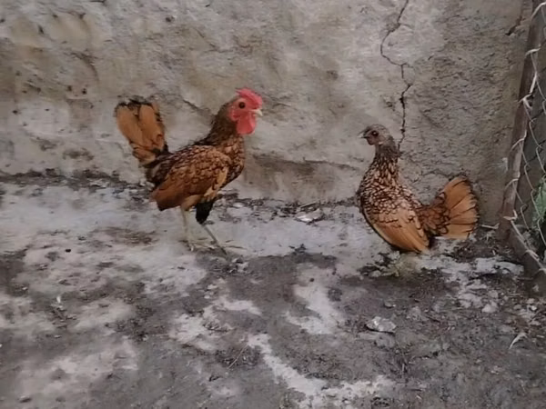 Bantam