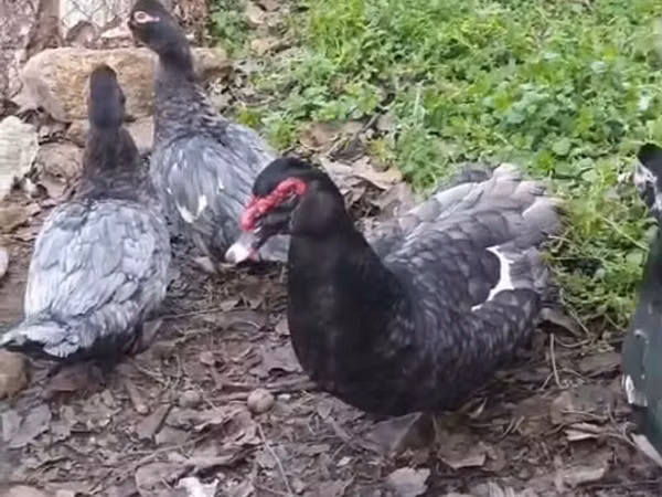 Ducks