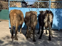 母牛, Cattle — 照片 1