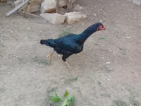 Chickens — ფოტო 3