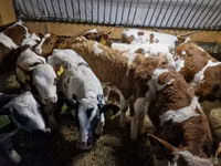 İribuynuzlu mal-qara (partiya, cinsi göstərilməyib), Simmental cattle — foto 2