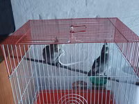 Nymph parakitləri (kakadula) – 2 ədəd - Rəng: boz-limon tonları — foto 3