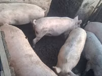 Sow, Pigs — photo 2