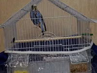 Dalğalı tutuquşu və qəfəs dəsti - Növ: dalğalı tutuquşu (budgerigar) — Foto 1