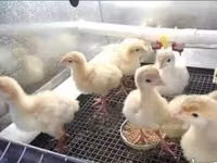 Geese — foto 1