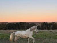 公马, Horses — 照片 4